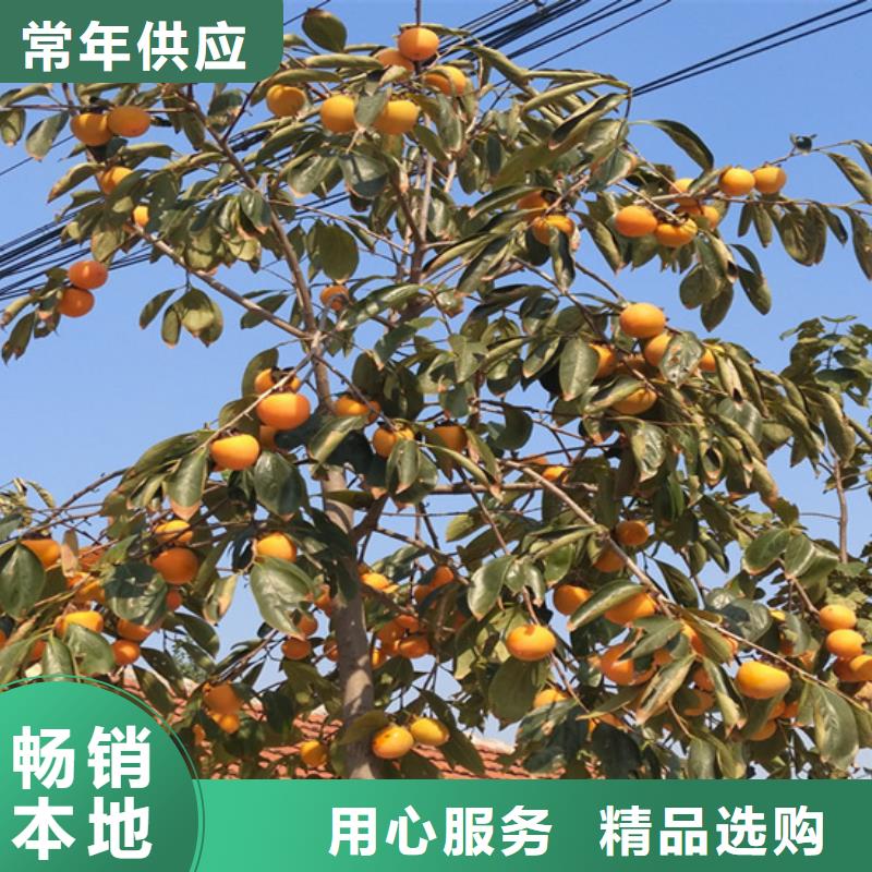 柿子-苹果苗加工定制