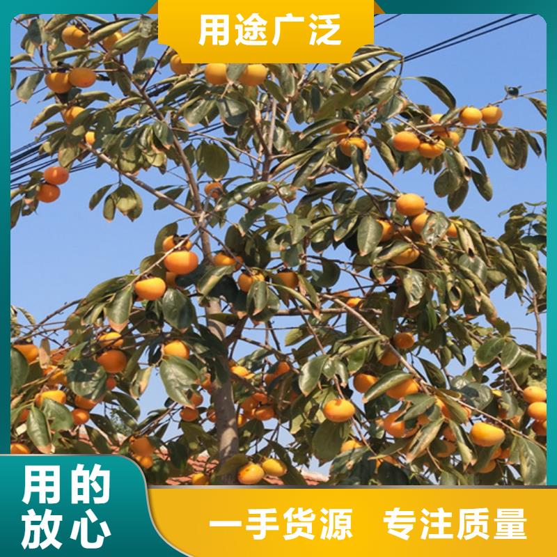 柿子-3公分石榴苗暢銷本地