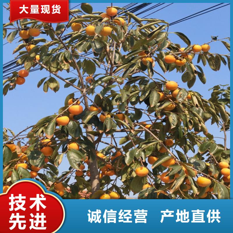 柿子西瓜苗生產經驗豐富