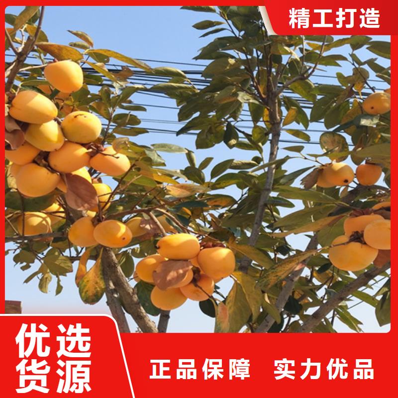 柿子杏樹苗工藝成熟