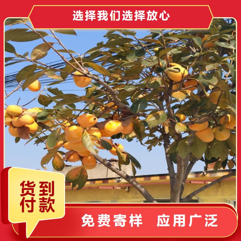 柿子【獼猴桃苗】正規(guī)廠家