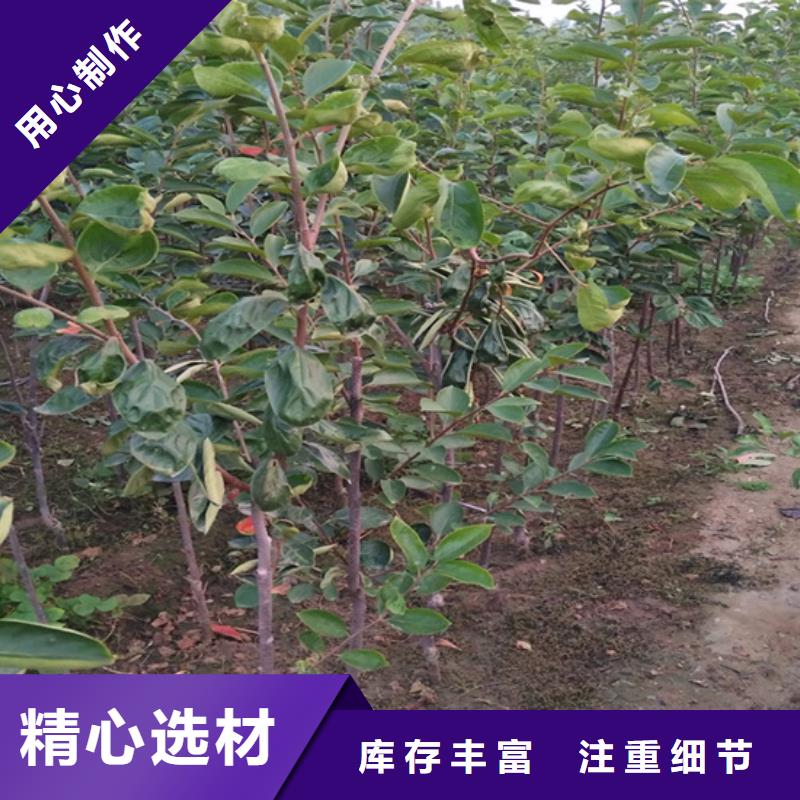 柿子-3公分石榴苗暢銷本地