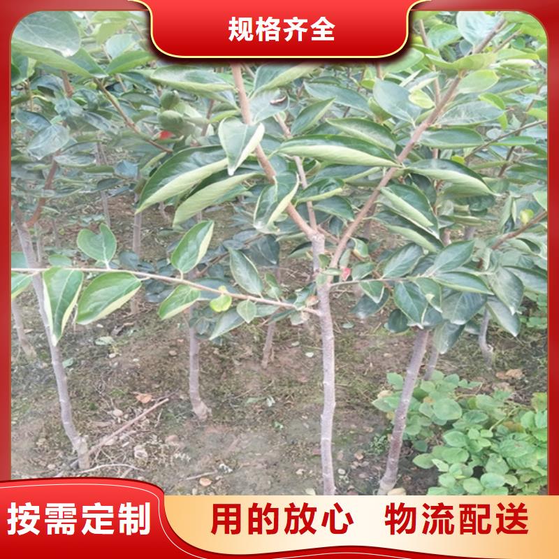 柿子【獼猴桃苗】正規(guī)廠家