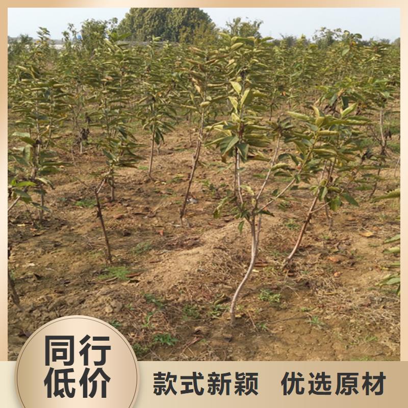 柿子西瓜苗生產經驗豐富