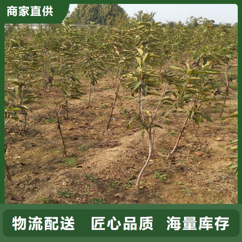 柿子-3公分石榴苗暢銷本地