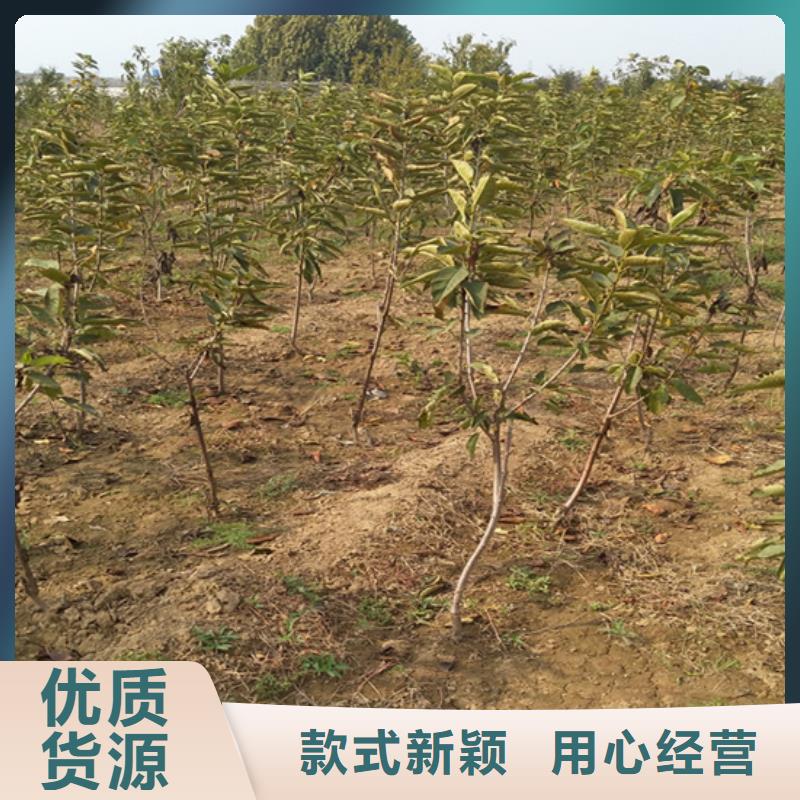 柿子葡萄苗專業設計