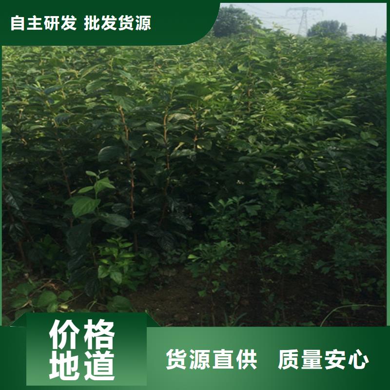 柿子【獼猴桃苗】正規(guī)廠家