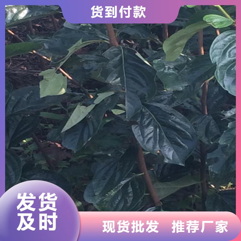 柿子葡萄苗專(zhuān)業(yè)設(shè)計(jì)