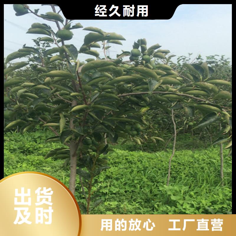 柿子桃樹苗安裝簡單