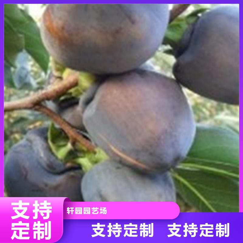 柿子石榴樹產地采購