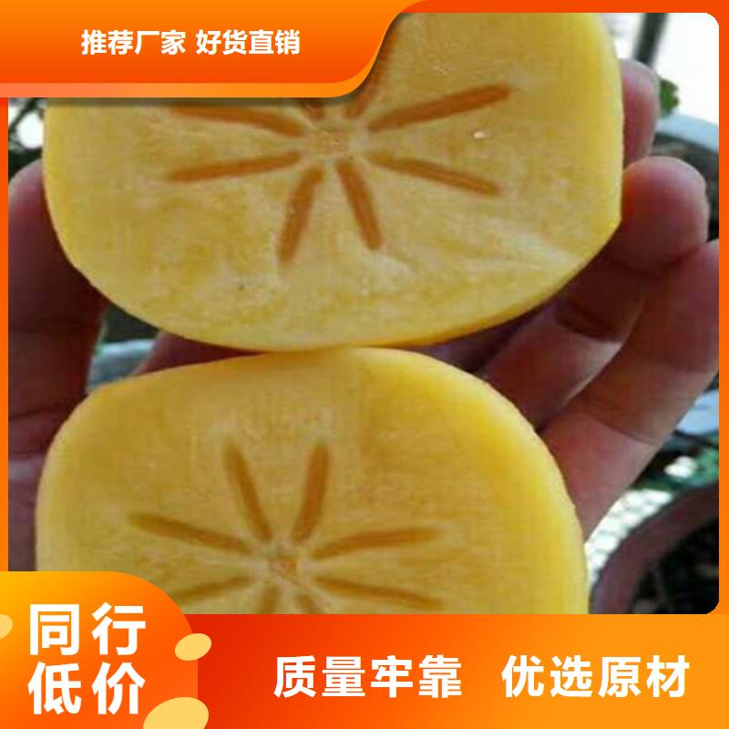 柿子杏樹苗工藝成熟