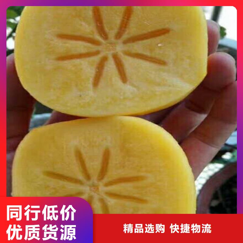 柿子西瓜苗生產經驗豐富