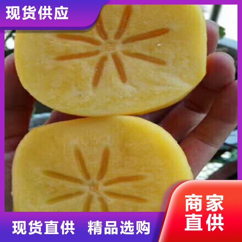 柿子櫻桃苗誠信經營現貨現發
