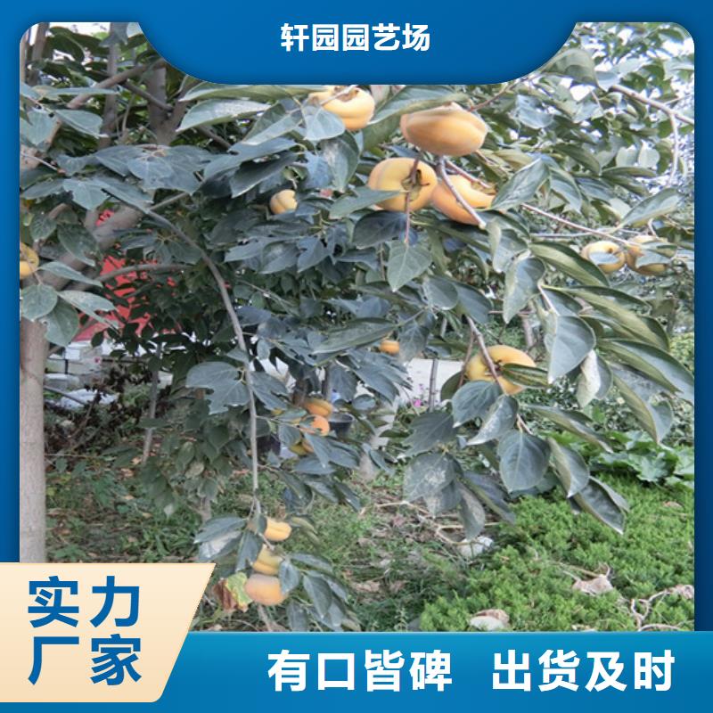 柿子西瓜苗生產經驗豐富