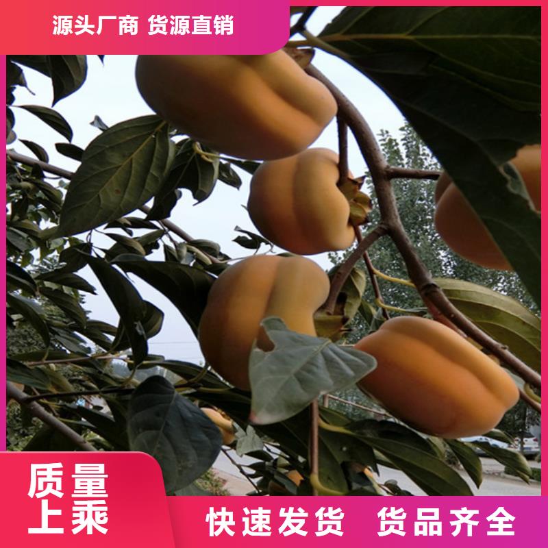 柿子,梨樹苗品質(zhì)保障價格合理