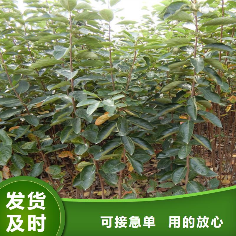 柿子,梨樹苗品質(zhì)保障價格合理