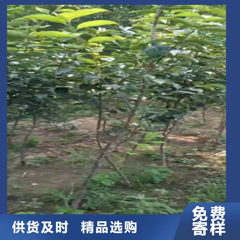柿子櫻桃苗誠信經營現貨現發