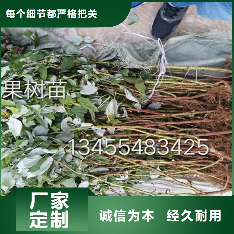 【樹莓】石榴樹廠家大量現貨
