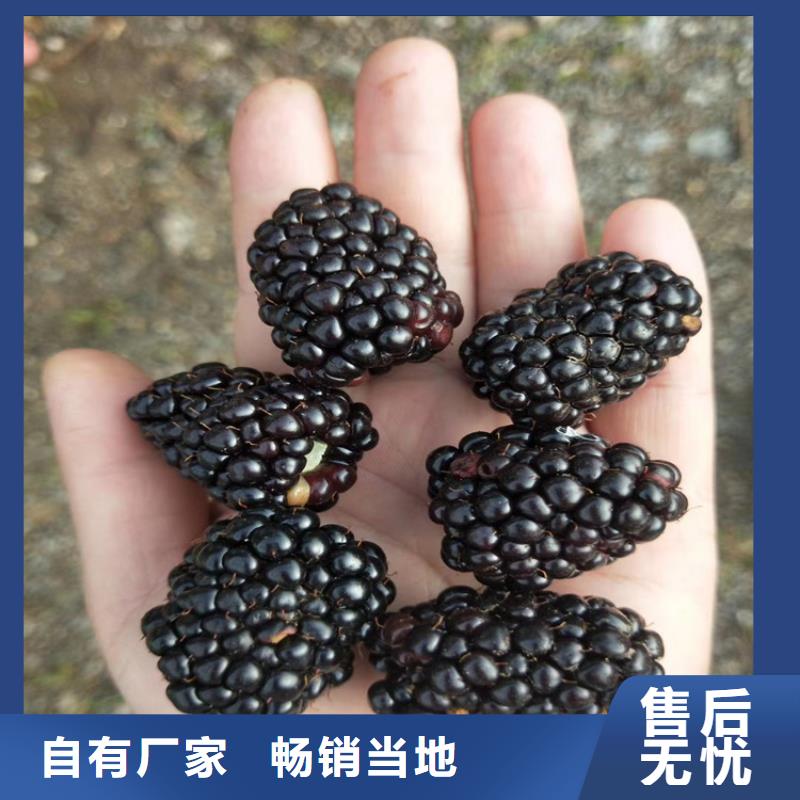 樹莓桃樹苗訂制批發(fā)