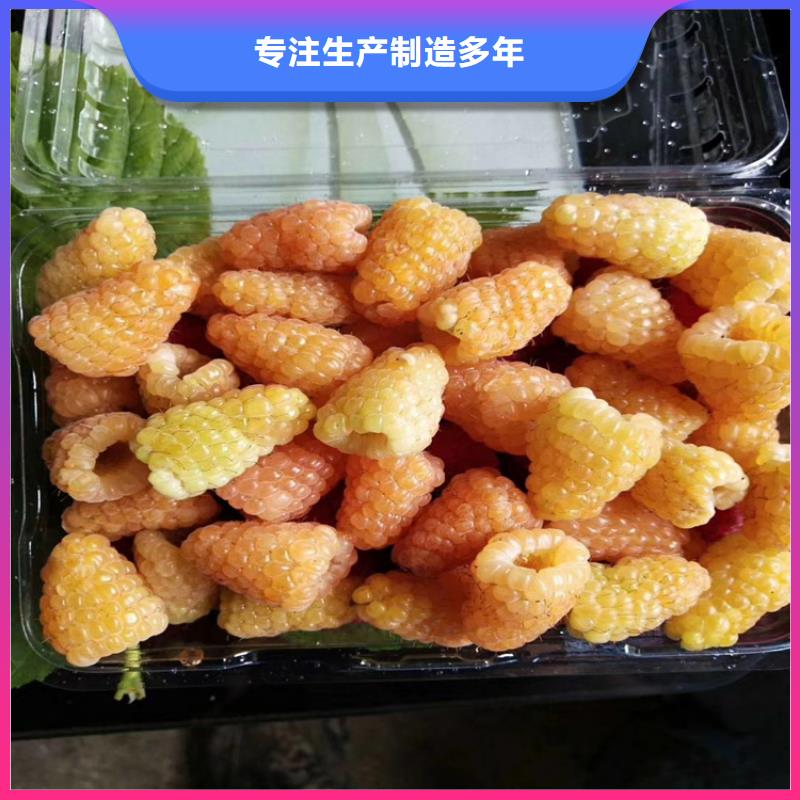 树莓石榴树好品质经得住考验