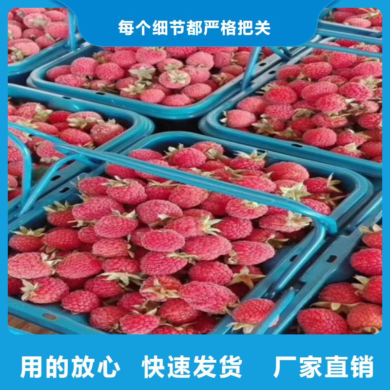 樹莓蘋果苗做工精細
