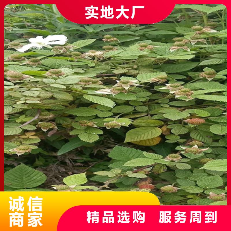 樹莓_奶油草莓做工精細