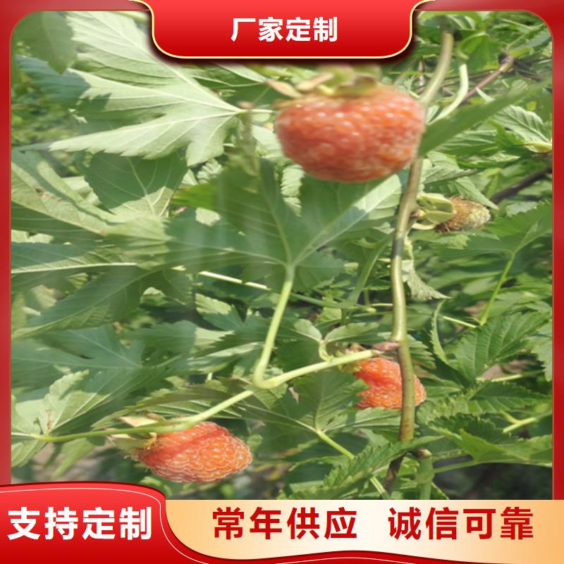 【樹莓石榴樹工廠直營】