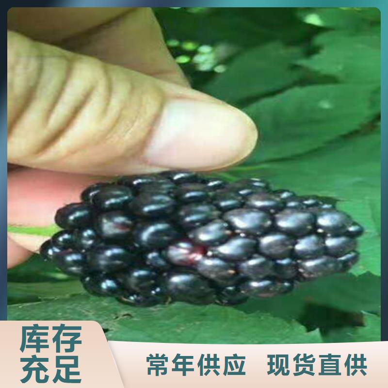 【樹莓石榴樹工廠直營】