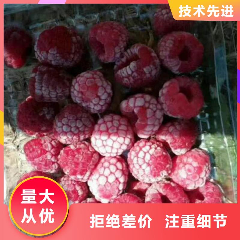 樹莓板栗苗廠家型號齊全