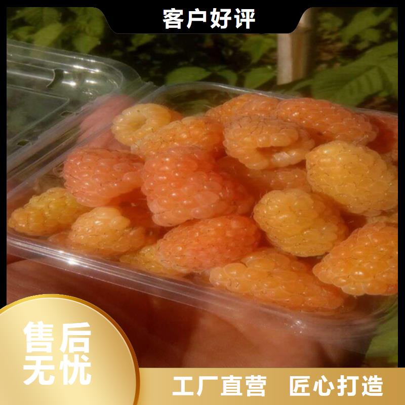 树莓蓝莓苗工程施工案例