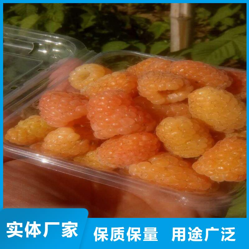 樹莓蘋果苗做工精細(xì)