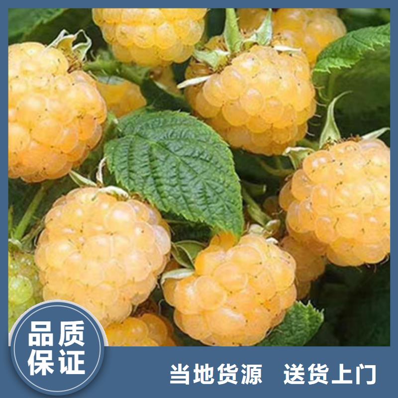 樹莓蘋果苗做工精細