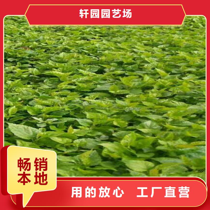 【樹莓梨樹苗產地工廠】