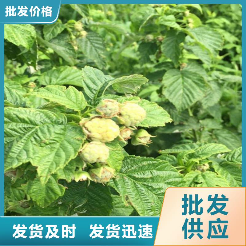 樹莓蘋果苗做工精細