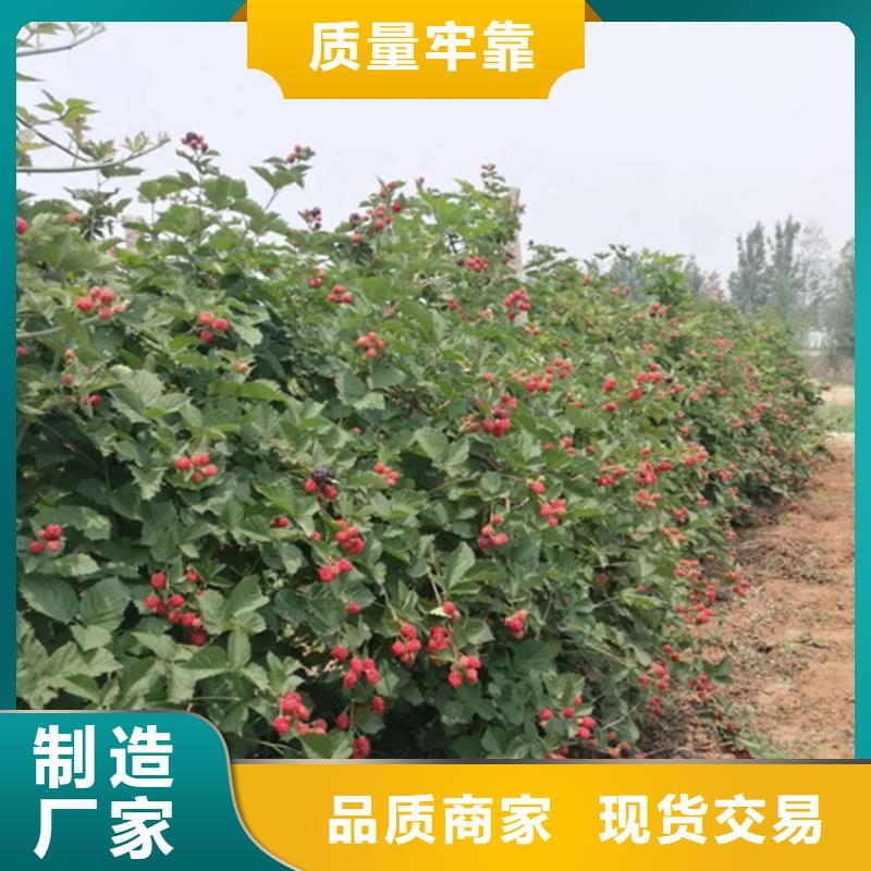 樹莓蘋果苗做工精細