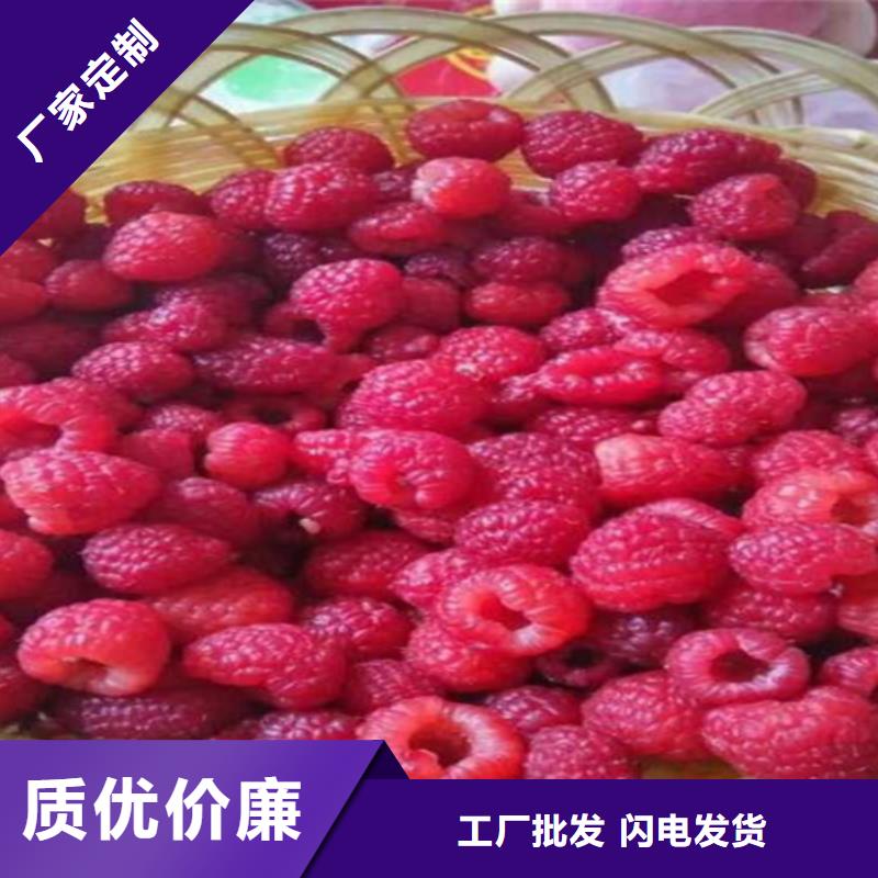 【樹莓】石榴樹廠家大量現貨