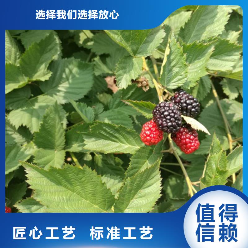 树莓【苹果苗】快速报价