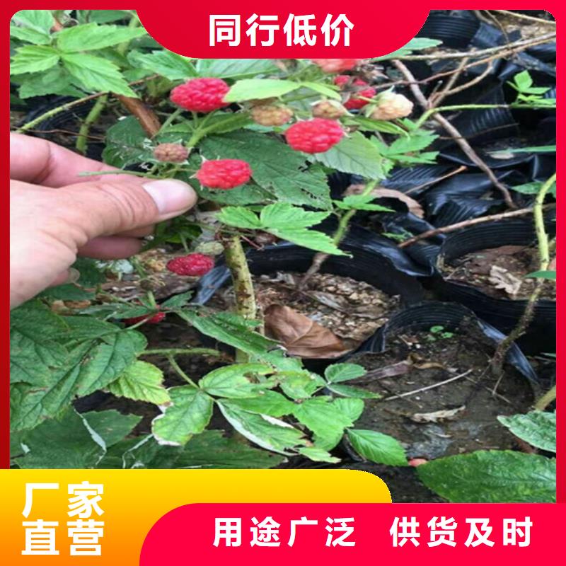 树莓无花果苗专心专注专业