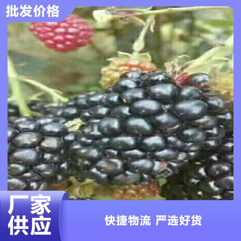 树莓石榴树好品质经得住考验