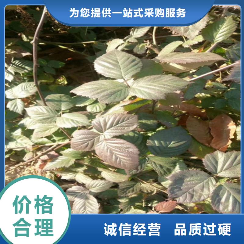 樹莓_奶油草莓做工精細(xì)
