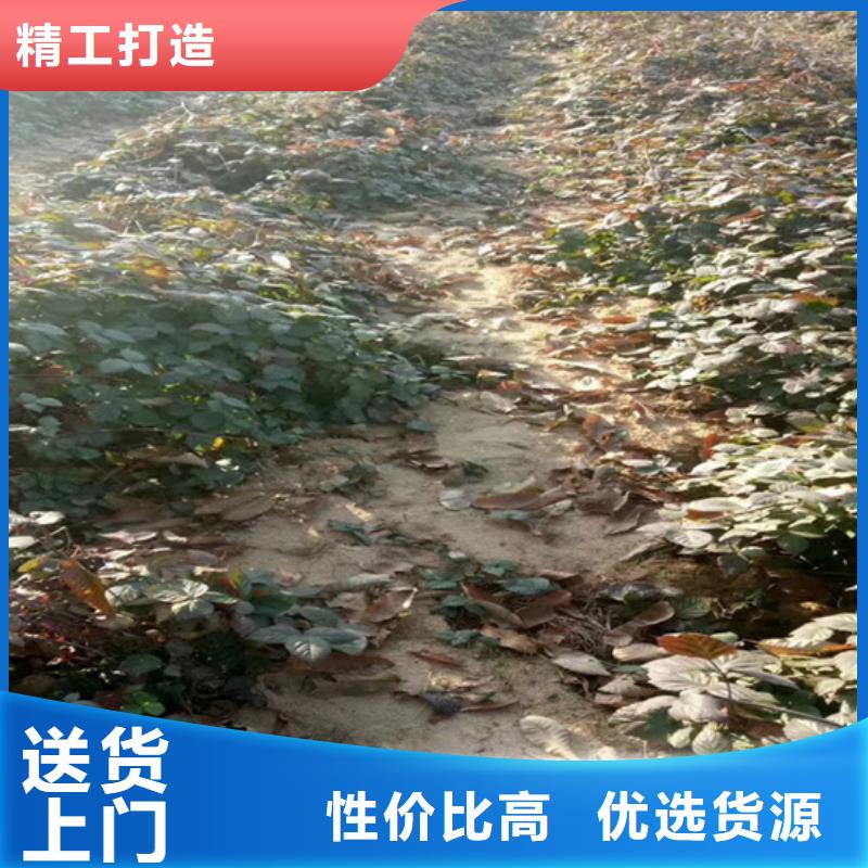 樹莓_奶油草莓做工精細(xì)