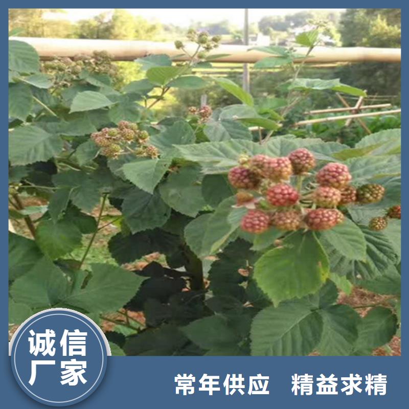 樹莓蘋果苗做工精細