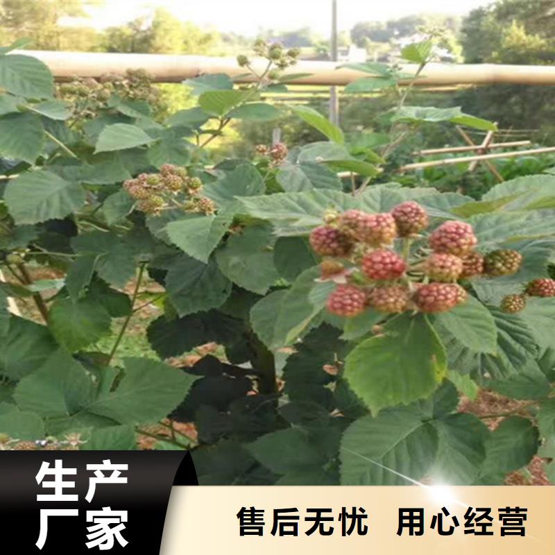 树莓无花果苗专心专注专业