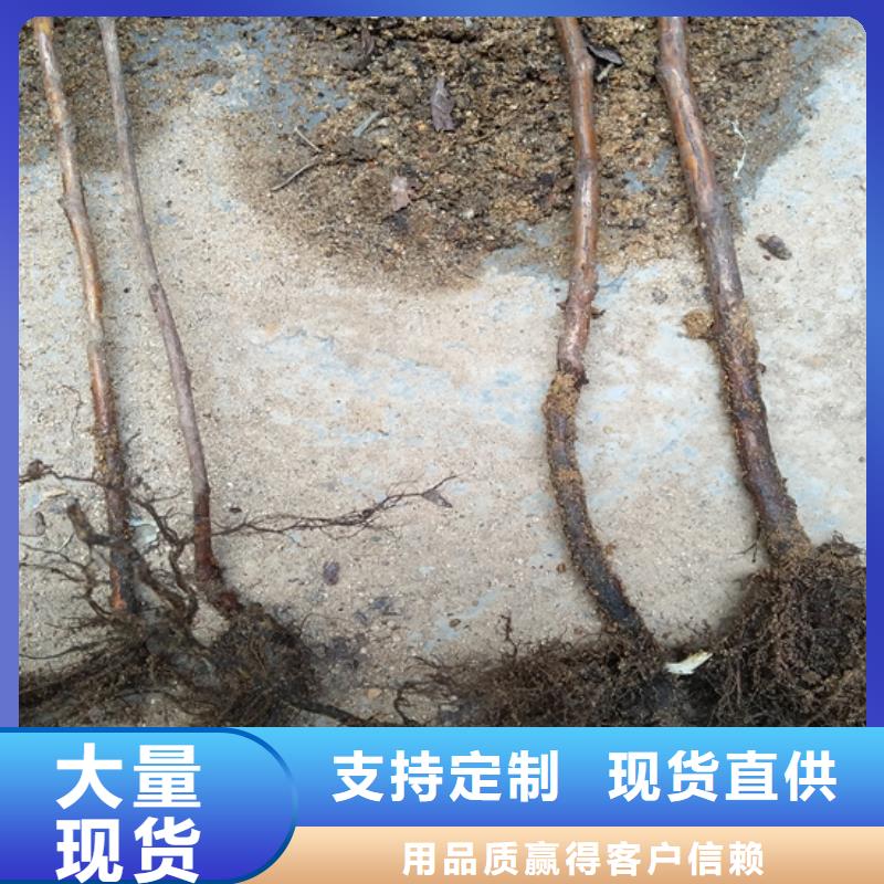 【樹莓梨樹苗產地工廠】