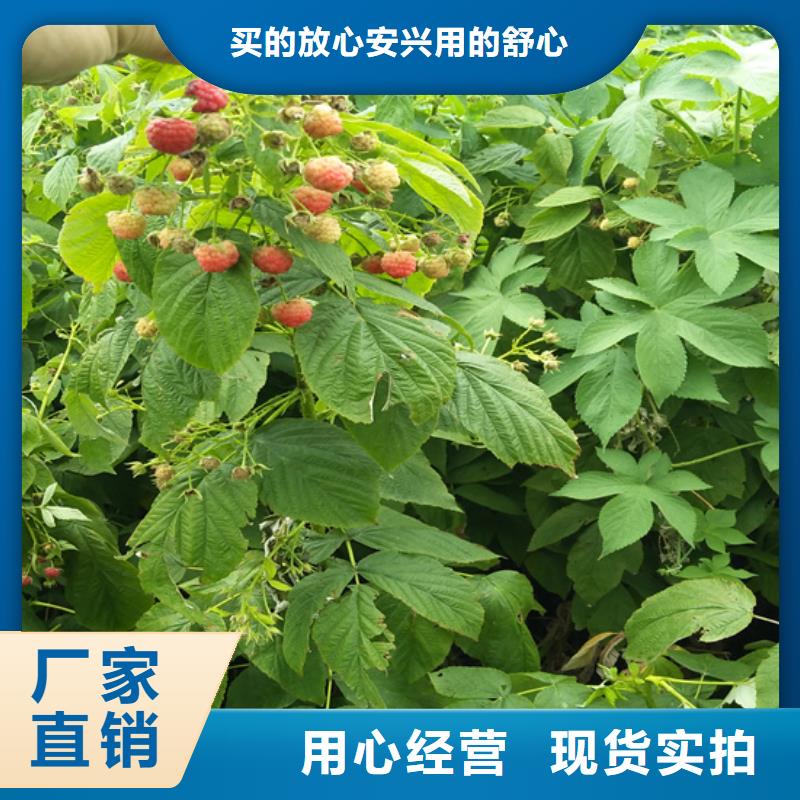 樹莓蘋果苗做工精細