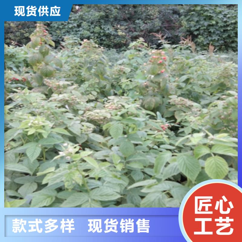 【樹莓】石榴樹廠家大量現貨