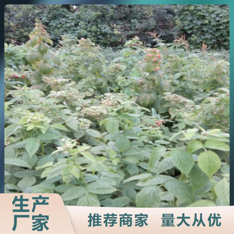 樹莓桃樹苗一手價格