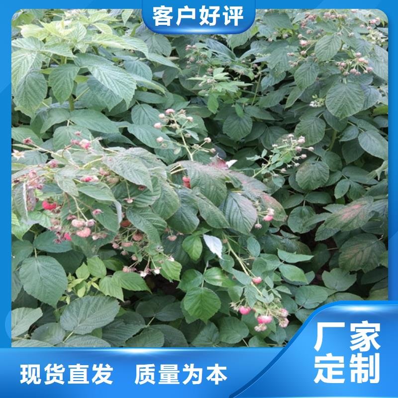 樹莓桃樹苗一手價格