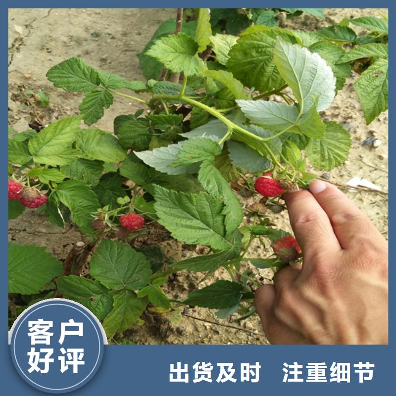 樹莓桃樹苗訂制批發