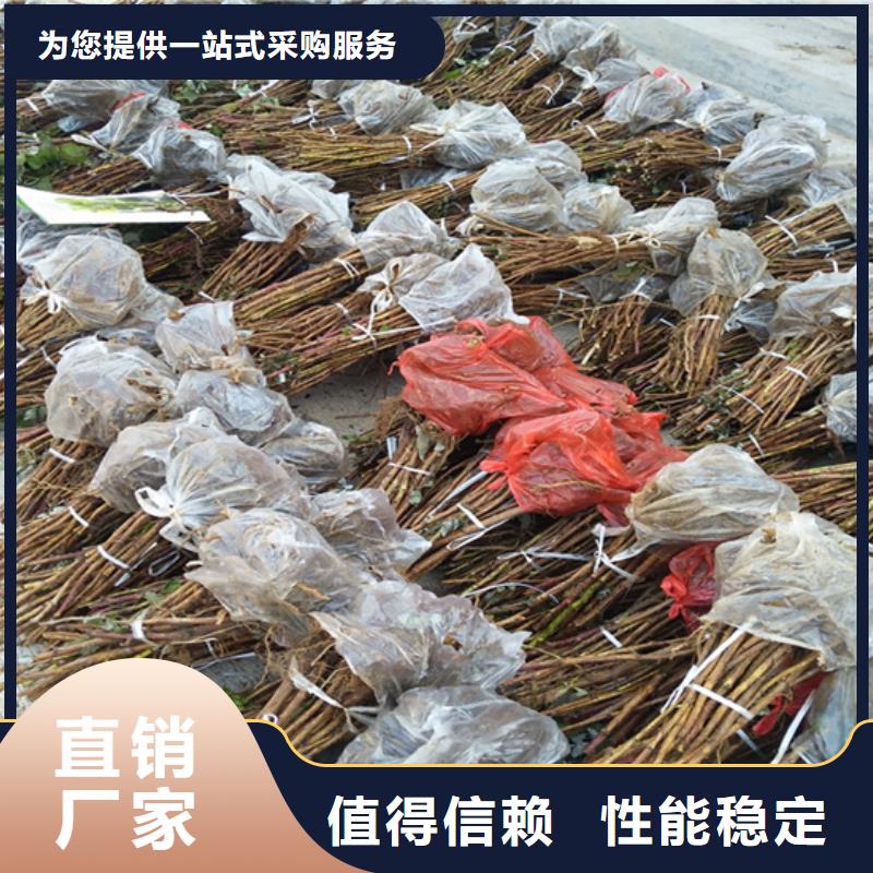 樹莓【藍莓苗】一個起售